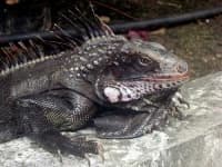 Sample 1 – Common iguana