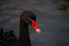 Sample 3 – Black swan