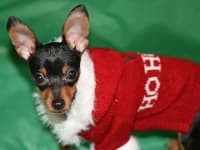 Sample 2 – Miniature pinscher