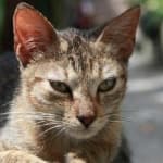 Sample 2 – Cat face
