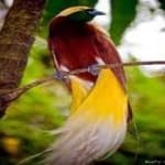 Sample 20 – Bird of paradise bird