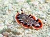 Sample 6 – Flatworm