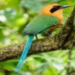 Sample 1 – Rufuos motmot
