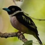 Sample 22 – Black yellow broadbill
