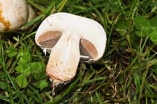 Sample 1 – Agaricus