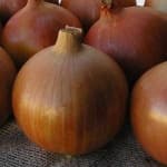 Sample 3 – Onion