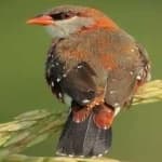 Sample 2 – Strawberry finch