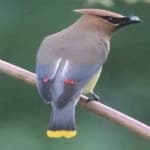Sample 2 – Cedar waxwing