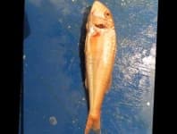 Sample 6 – Striped red mullet