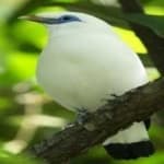 Sample 5 – Bali starling