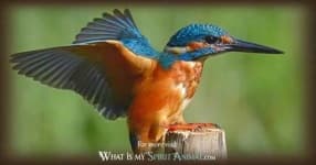 Sample 3 – Kingfisher