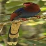 Sample 4 – Sri lanka blue magpie