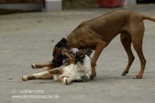 Sample 6 – Rhodesian ridgeback