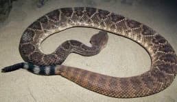 Sample 4 – Diamondback