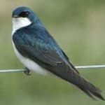 Sample 2 – Tree swallow