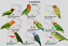Sample 5 – Lovebird