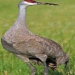 Sample 3 – Sandhill crane
