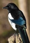 Sample 2 – Magpie