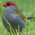 Sample 2 – Red browed finch