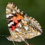 Sample 14 – Painted butterfly