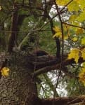 Sample 4 – Porcupine