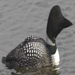 Sample 3 – Common loon