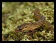 Sample 6 – Common newt