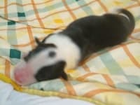 Sample 4 – Border collie