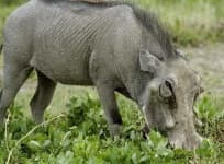 Sample 1 – Warthog