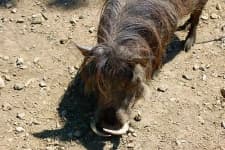 Sample 5 – Warthog