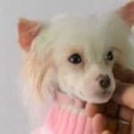 Sample of Chinese crested