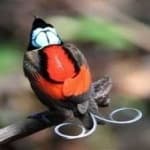 Sample 3 – Wilsons bird of paradise