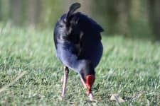 Sample 1 – European gallinule