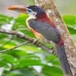 Sample 1 – Curl crested aracuri