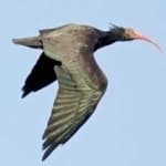 Sample 4 – Northern bald ibis