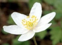 Sample 1 – Windflower