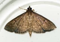 Sample 4 – Butterfly
