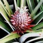 Sample 6 – Pineapple