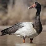 Sample 5 – Magpie goose