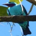 Sample 1 – Spangled cotinga