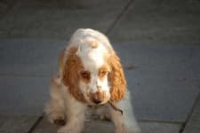 Sample 1 – English cocker spaniel
