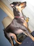 Sample 5 – Miniature pinscher