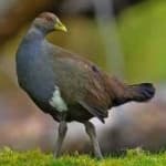 Sample 3 – Tasmanian hen
