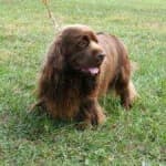Sample 4 – Sussex spaniel