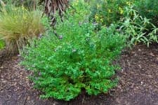 Sample 5 – Bush