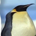 Sample 4 – Emperor penguin