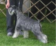 Sample 3 – Standard schnauzer