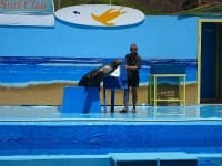 Sample 2 – Sea lion