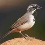 Sample 2 – Black throated sparrow