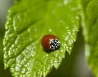 Sample 4 – Leaf beetle